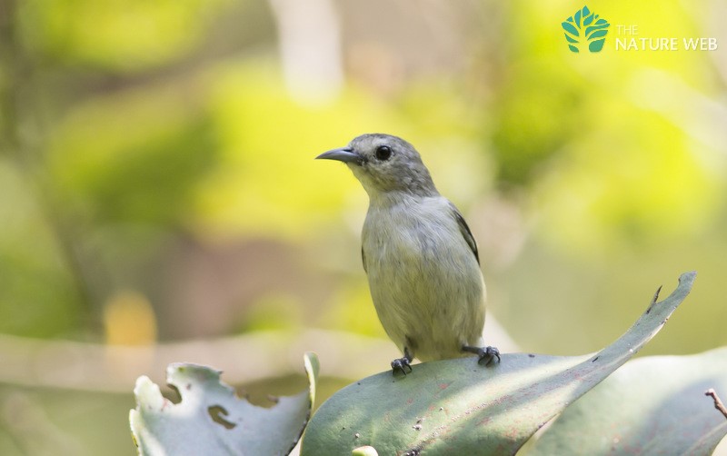 Nilgiri Flowerpecker